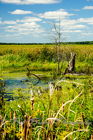 Sue Dixon Wetland