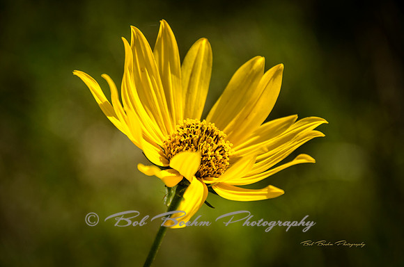Sunny