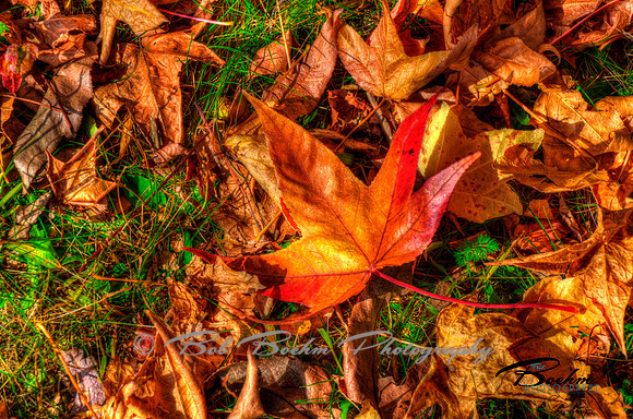 Leaves 2