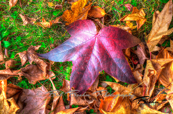 Leaves 1