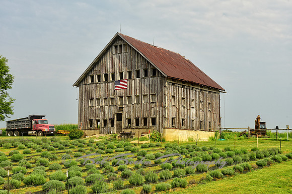 Kipling Barn - Egg House & Lavender Field