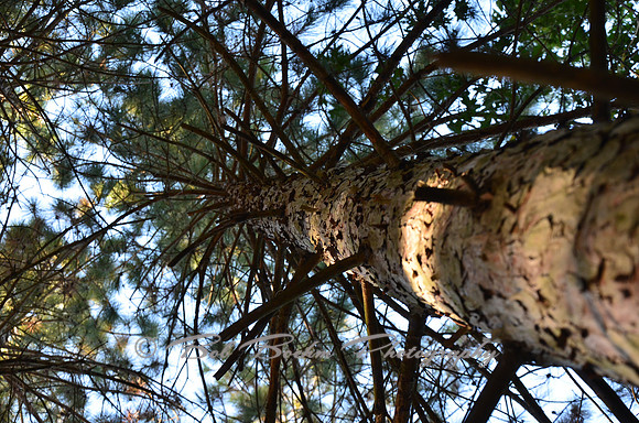 Sep232012_4118