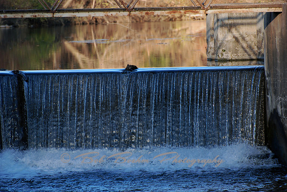 Colona Lock
