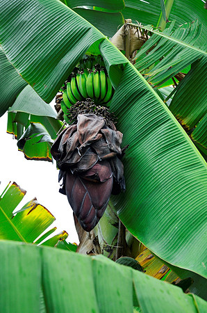 Banana Tree