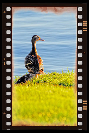 051111 Duck