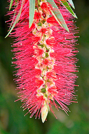 Bottlebrush Tree II