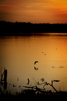 Evening Flight