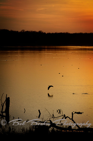 Evening Flight