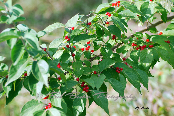 Holly