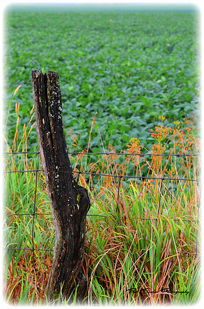 Beanfield