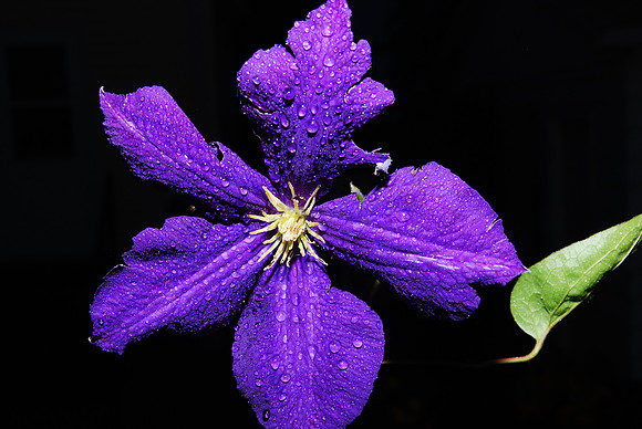 062411 Purple Vibrance