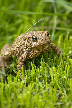 051211 Toad