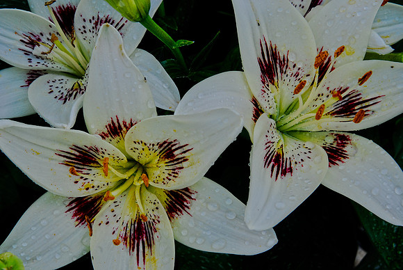 062911 Lilies for Sarah