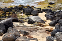 A Monk Seal