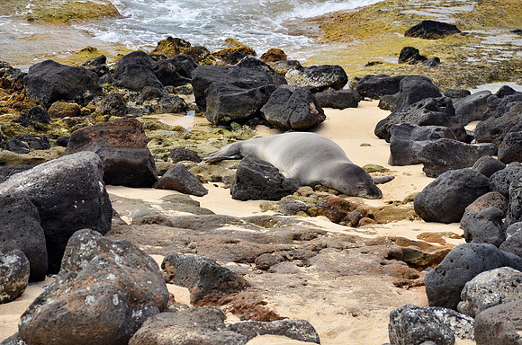 A Monk Seal