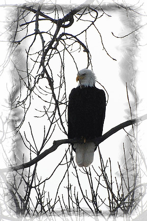 021811 The Eagle Has Landed