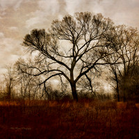 January Sky
