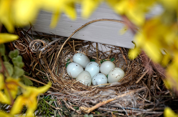 Eggs