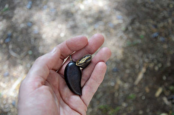 Seeds