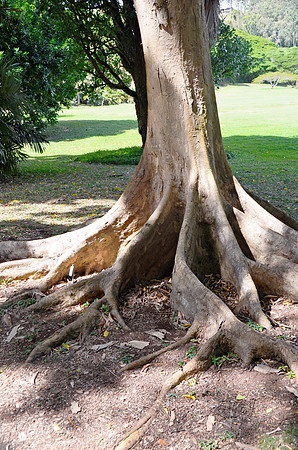 Roots