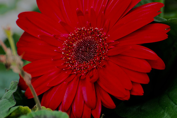 060711 Red