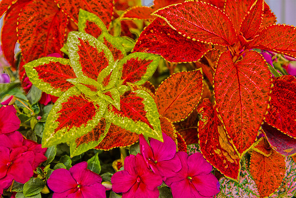 062611 Frontdoor Flowers