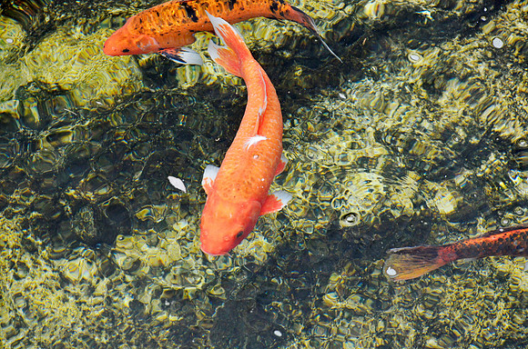 Koi Pond