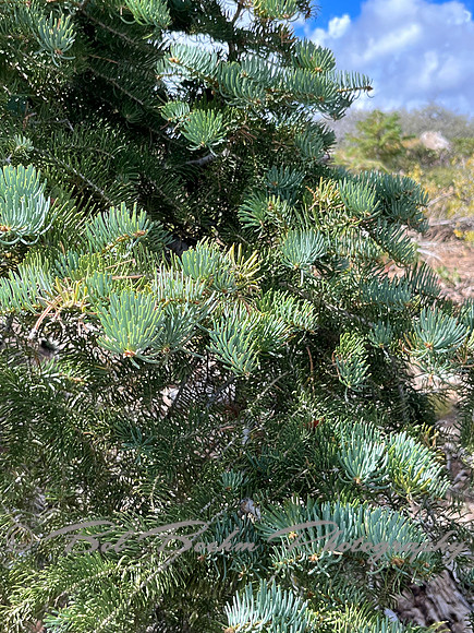 IMG_1569