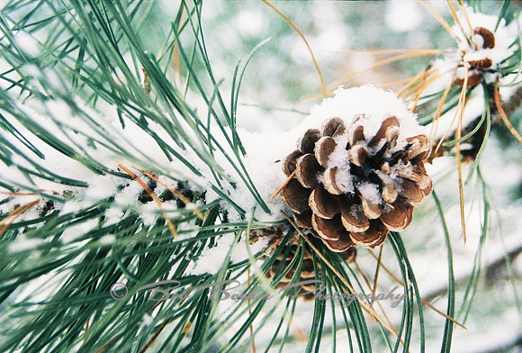 pine cone