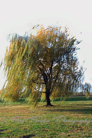 Willow Tree