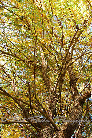 Looking Up the Willow