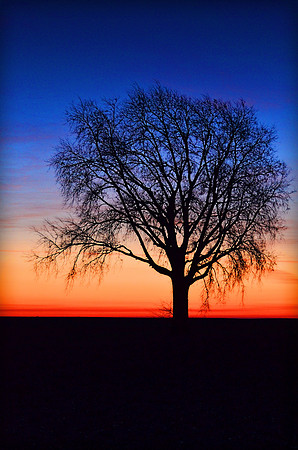 Trees Sunrise 2