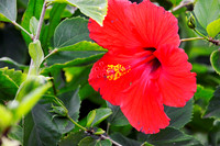 Red Hibiscus