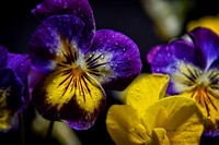 Purple Viola