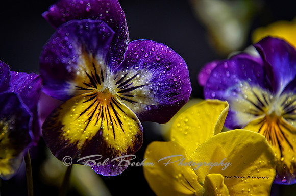 Purple Viola