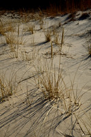 Dune Grass
