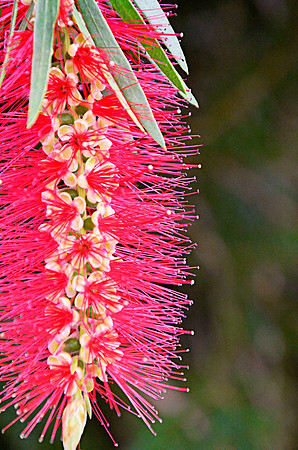 Bottlebrush Tree