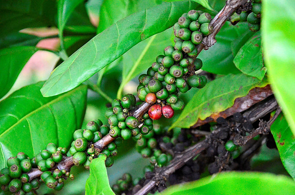 Coffee Beans II