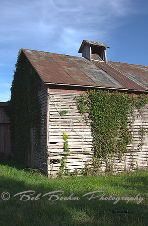 Ivy