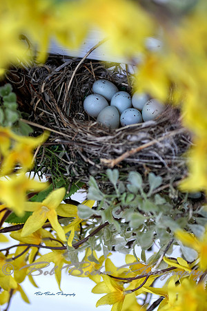 Nest
