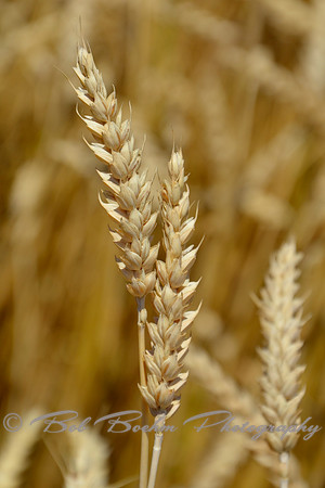 Study of Wheat 2
