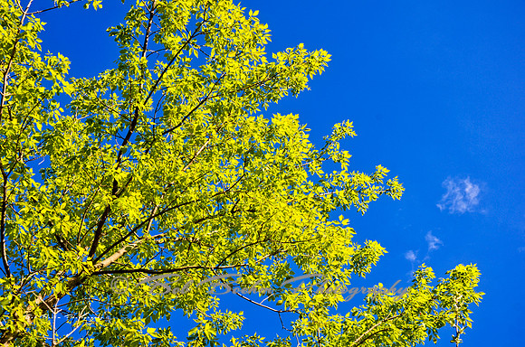 Spring Through the Leaves
