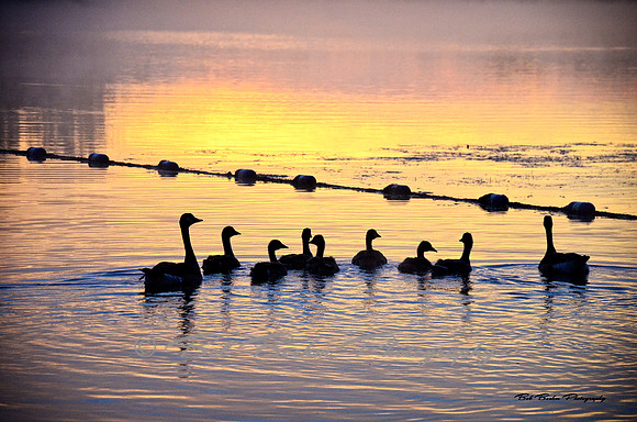 Early Morning Swim