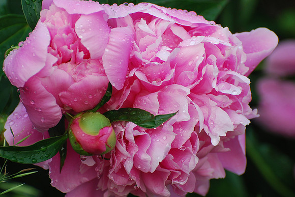 061611 Peony