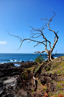 Aged Tree