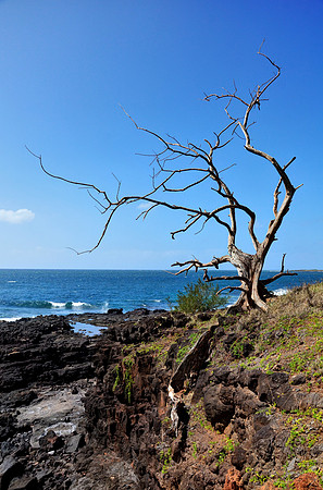 Aged Tree