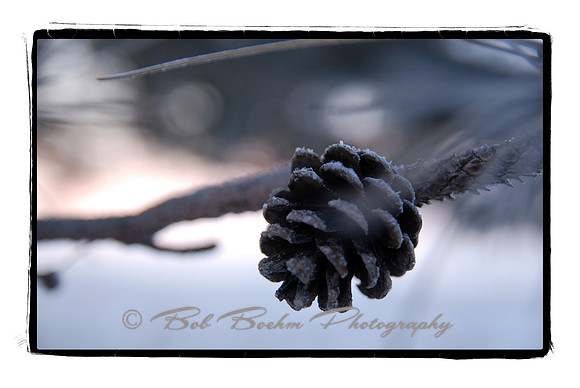011411 Pine Cone
