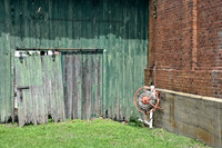 Fire Hose