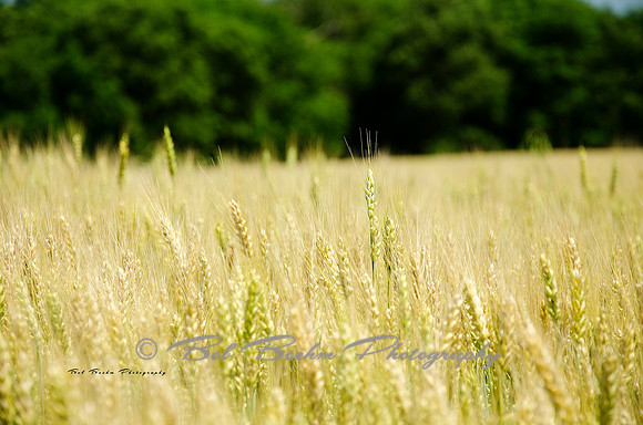 Wheat Field