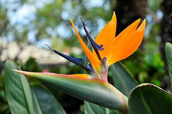 Bird of Paradise